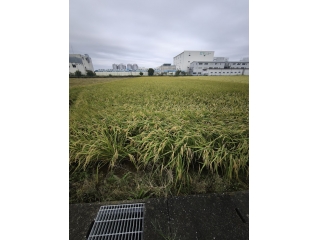 実るほど頭が下がる稲穂かな・・・